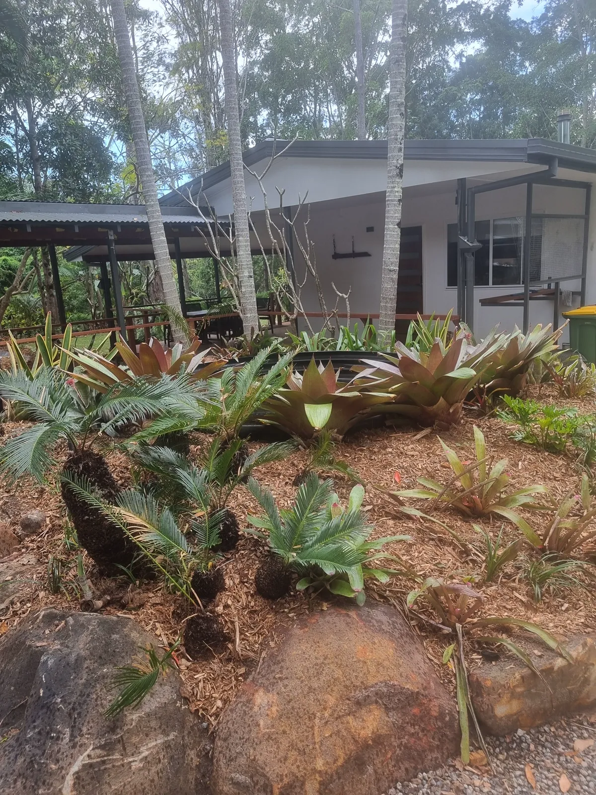 Garden design and installation with cycads, palms, and rock features, Wongawallan