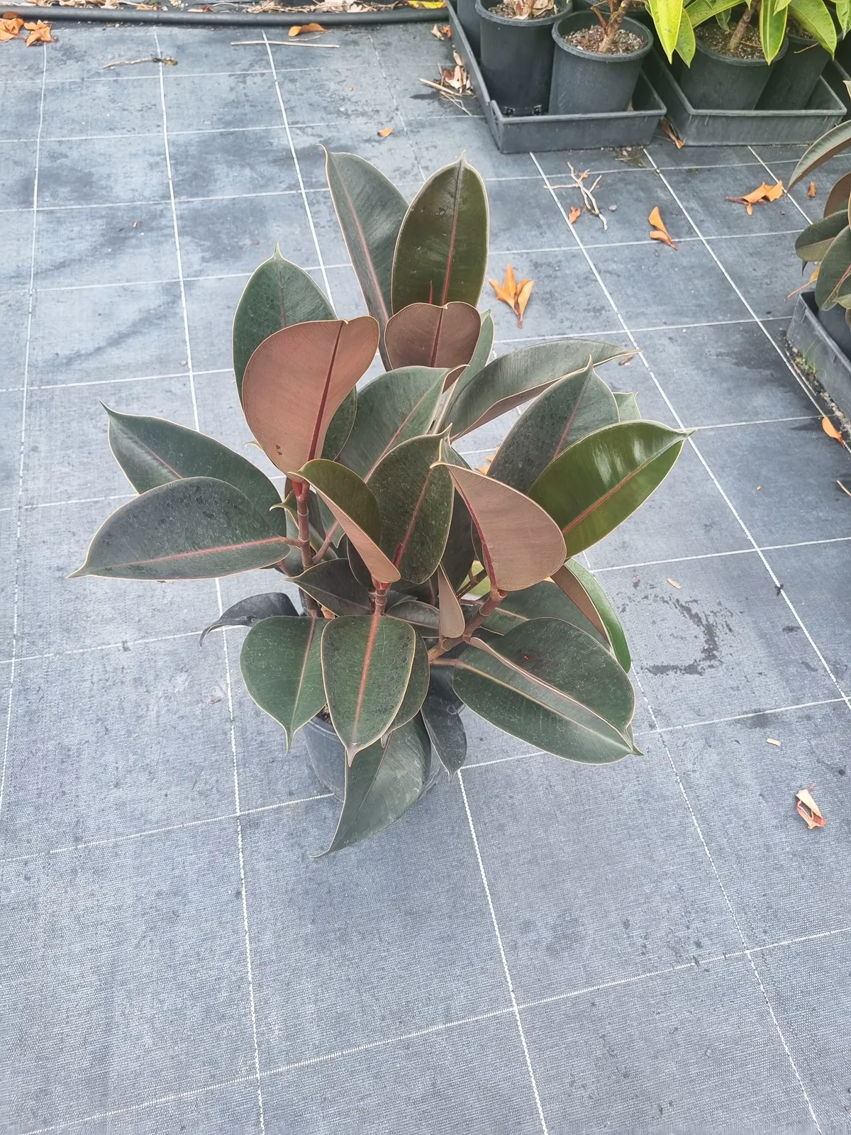 Rubber plant (Ficus elastica) grown in a wholesale nursery