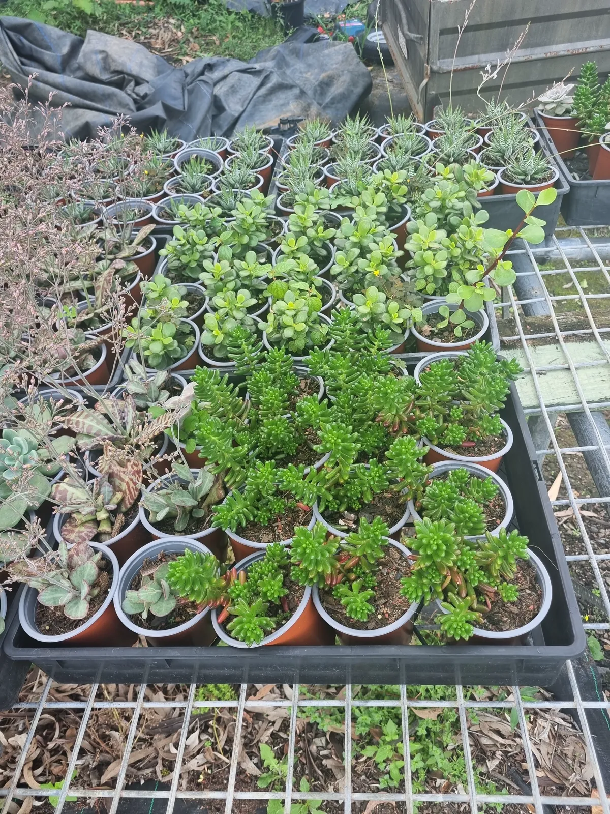Propagation trays with succulents and seedlings at a wholesale nursery