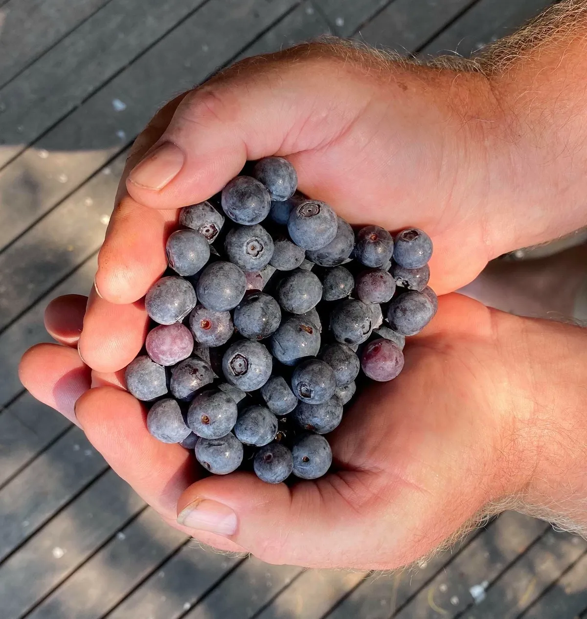 Fresh blueberries grown on the Gold Coast